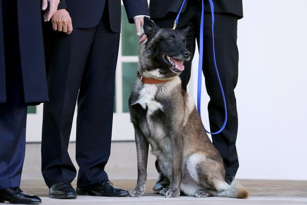 trump, dog konan