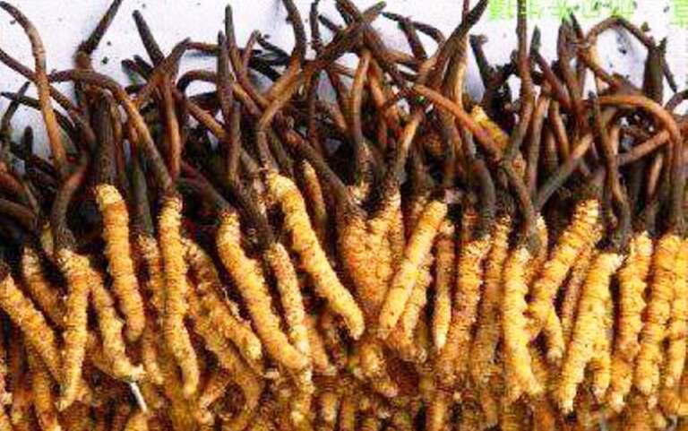 यार्चागुम्बा सङ्कलन गर्न १३८ जनाले लिए अनुमतिपत्र