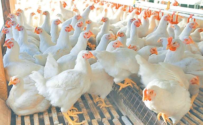 Bird flu outbreak: 700,000 fowls culled in 10 districts