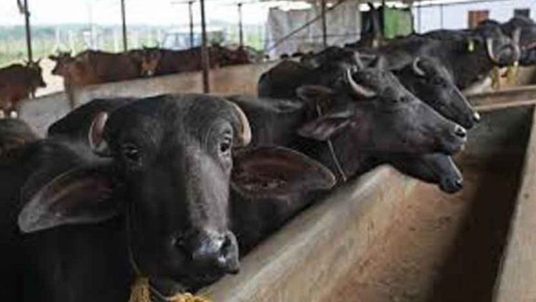 भैँसी पालेर वार्षिक १८ लाख कमाउँदै सीताराम