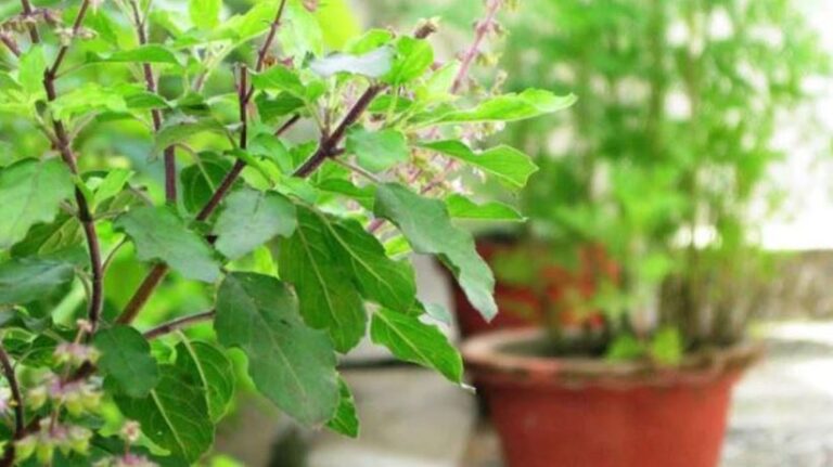 आश्विन शुक्ल पूर्णिमाः आकाशदीप दान, कार्तिक स्नान, तुलसीको विशेष पूजा