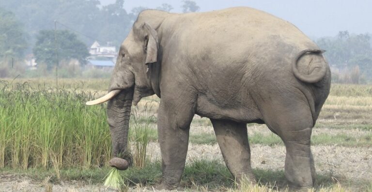 जङ्गली हात्तीले उदयपुरमा   ६ घर भत्कायो