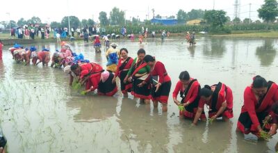 National Paddy Day marked with machine planting rice and drone broadcasting fertilizer