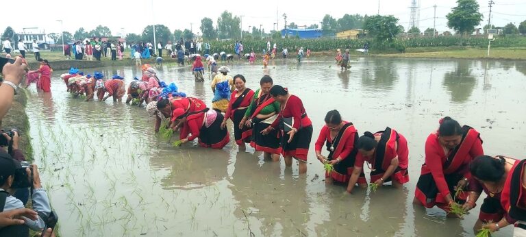 National Paddy Day marked with machine planting rice and drone broadcasting fertilizer