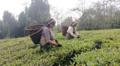 झापाका चिया उद्योग र बगान बन्द, ६० हजारकाे जागिर खाेसिने