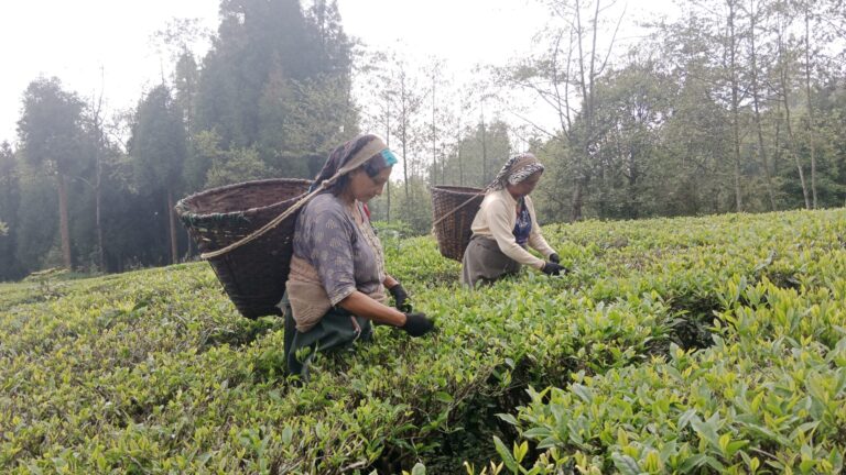 झापाका चिया उद्योग र बगान बन्द, ६० हजारकाे जागिर खाेसिने