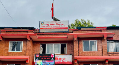 बर्डफ्लु सङ्क्रमित पन्छी बिक्री गरेमा हुनेछ कडा कारबाही