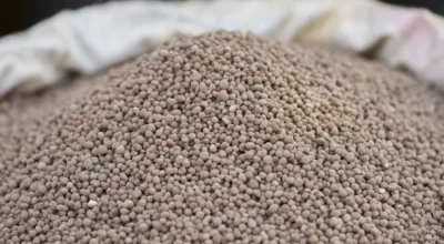 जब वडा सदस्यले आफ्नो घरमा डिएपी मल लुकाएर राखे…