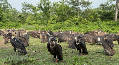 गिद्ध संरक्षणसँगै पर्यटकीय र अध्ययन केन्द्रका रूपमा विकसित हुँदै जटायु रेष्टुरेन्ट