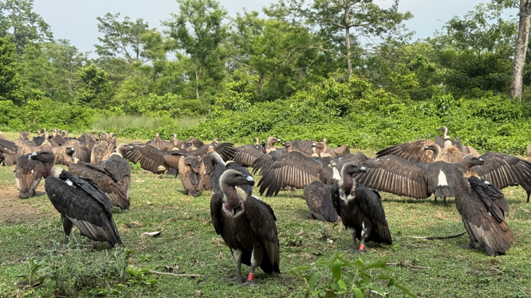 गिद्ध संरक्षणसँगै पर्यटकीय र अध्ययन केन्द्रका रूपमा विकसित हुँदै जटायु रेष्टुरेन्ट
