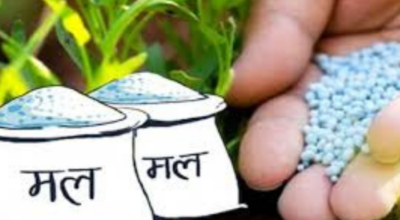 मल वितरणमा सरकारी संयन्त्र चुस्तः १९ दिनमै साढे ४० हजार मेट्रिकटन आपूर्ति