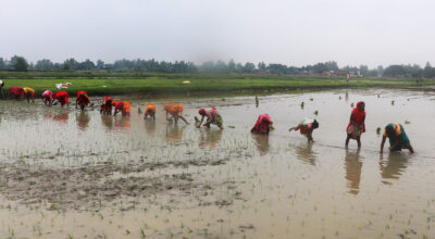 देशभर झण्डै ७० प्रतिशत धान रोपियो