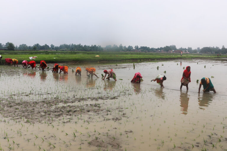 देशभर झण्डै ७० प्रतिशत धान रोपियो
