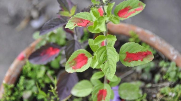 आज हरिशयनी एकादशी : तुलसीको बिरुवा सारिँदै